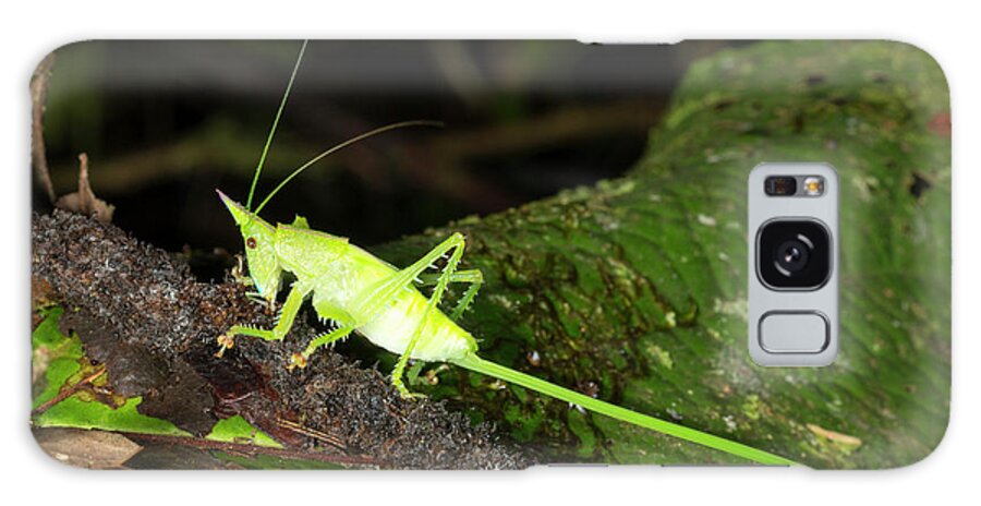 Amazon Galaxy Case featuring the photograph Conehead Katydid With Long Ovopositor by Dr Morley Read