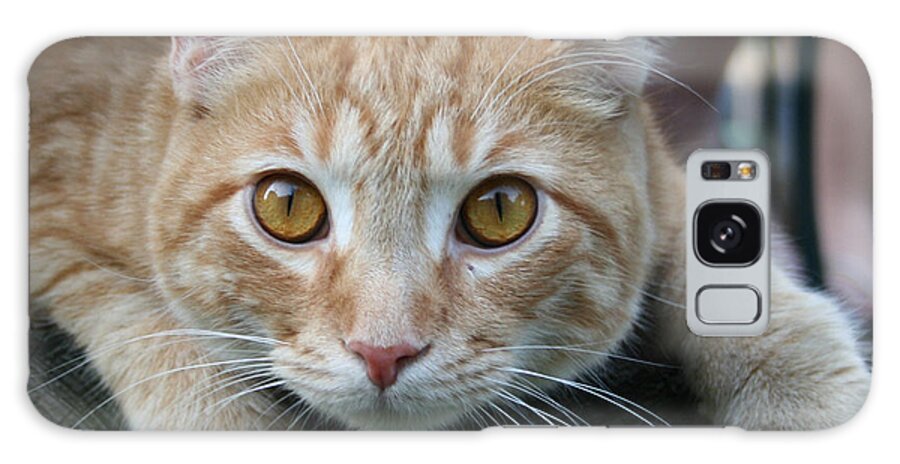 Cat Galaxy S8 Case featuring the photograph Cool Cat named Calvin by Karen Adams