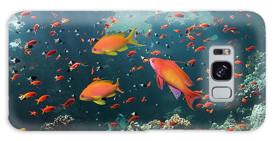 Underwater Galaxy Case featuring the photograph Coral Reef Scenery With Anthias by Georgette Douwma