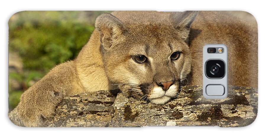 Cougar Galaxy Case featuring the photograph Cougar on Lichen Rock by Sandra Bronstein