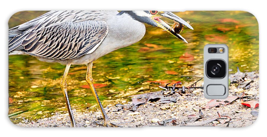 Yellow Crowned Night Heron Galaxy Case featuring the photograph Crabbing in Florida by Ben Graham