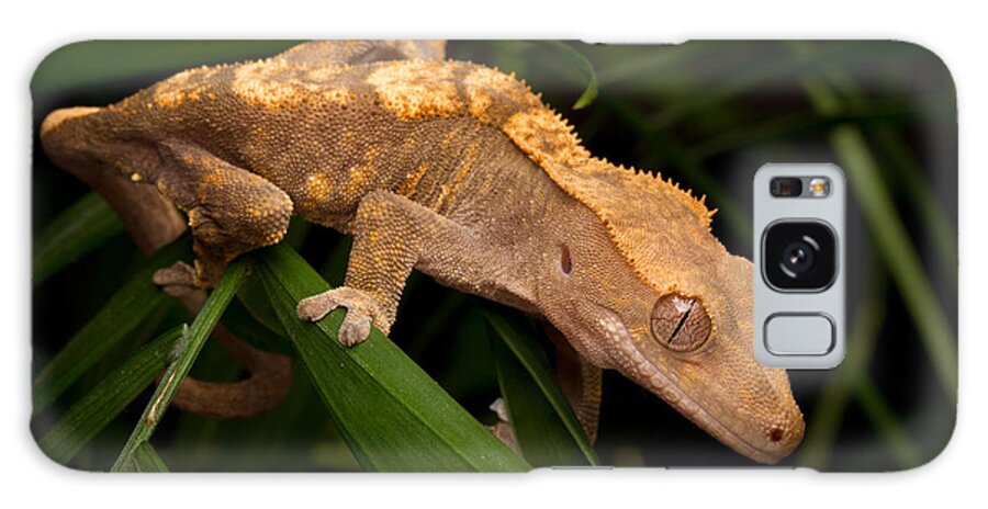 New Caledonian Crested Gecko Galaxy Case featuring the photograph Crested Gecko Rhacodactylus Ciliatus by David Kenny