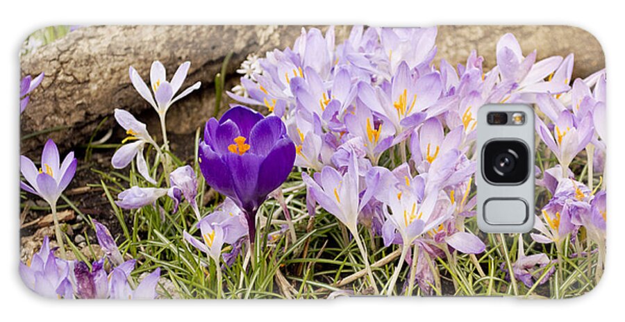 Crocus Galaxy S8 Case featuring the photograph Crocus Garden in Spring by Maria Janicki