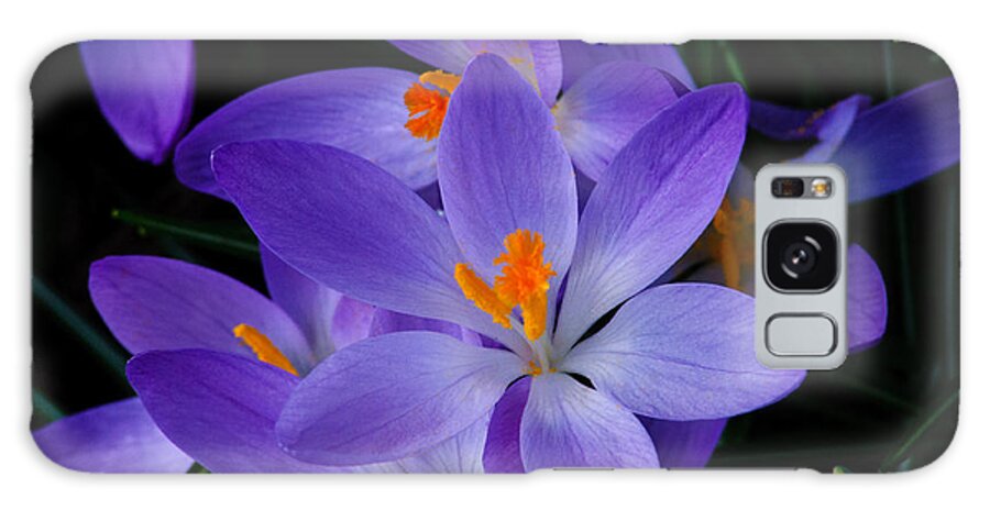 Crocus Galaxy Case featuring the photograph Crocus in Spring 2013 by Tikvah's Hope