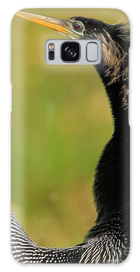 Anhinga Galaxy Case featuring the photograph Curiosity In The Air by Adam Jewell