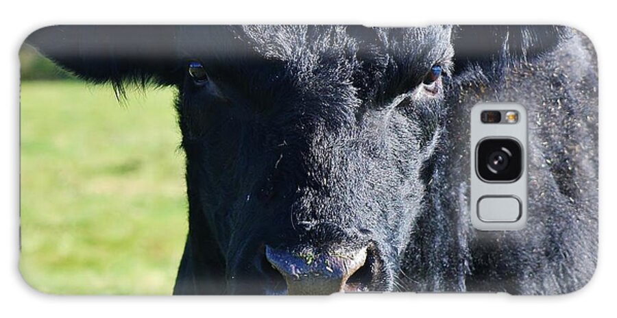 Black Angus Galaxy Case featuring the photograph Curious Black Angus by Bruce Bley