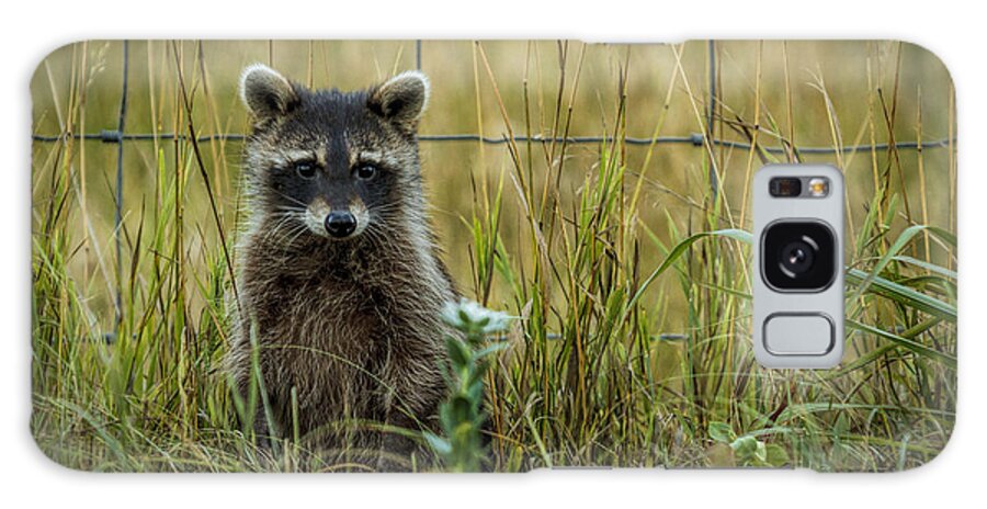 Fine Art America Galaxy Case featuring the photograph Curious Raccoon by Scott Bean