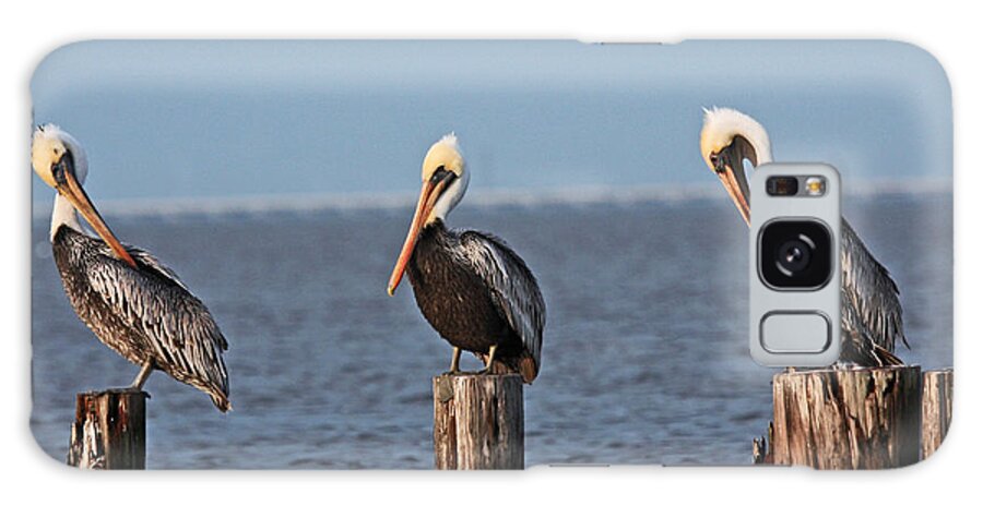 Pelicans Galaxy Case featuring the photograph Curly Moe and Larry Pelicans by Luana K Perez