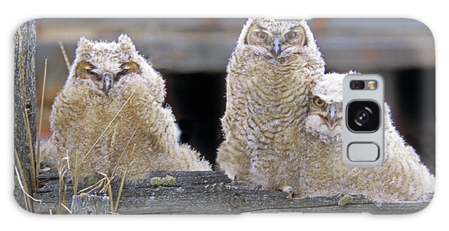 Great Horned Owls Galaxy Case featuring the photograph Curly Moe and Miss Congeniality by Gary Beeler