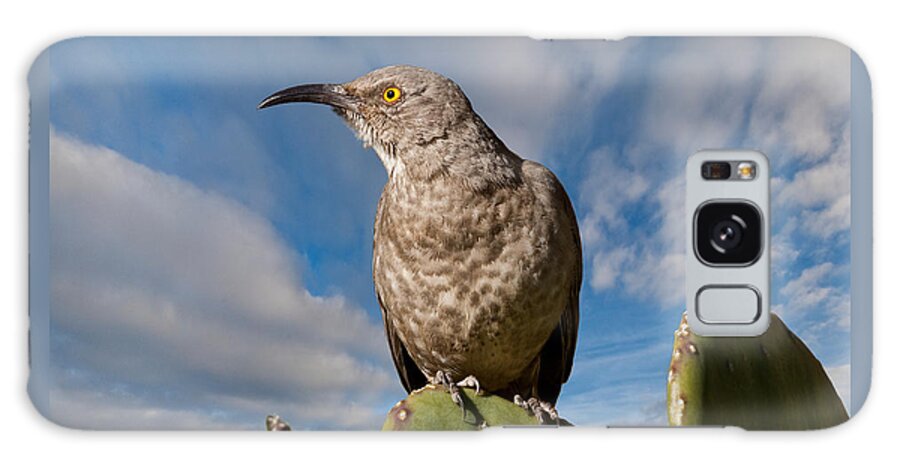 Animal Galaxy Case featuring the photograph Curve-Billed Thrasher on a Prickly Pear Cactus by Jeff Goulden