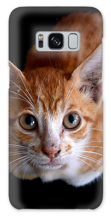 Kitten Galaxy Case featuring the photograph Cute Kitten by Jatin Thakkar