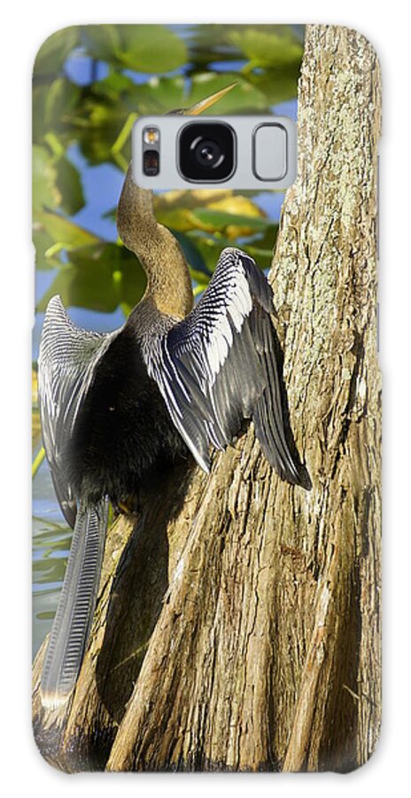 Ahninga Galaxy Case featuring the photograph Cypress Bird by Laurie Perry