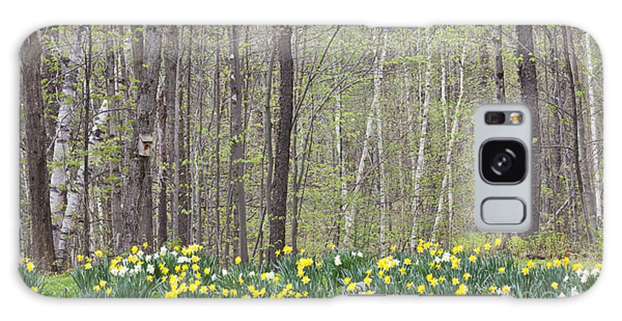Spring Galaxy S8 Case featuring the photograph Daffodil Woods by Alan L Graham