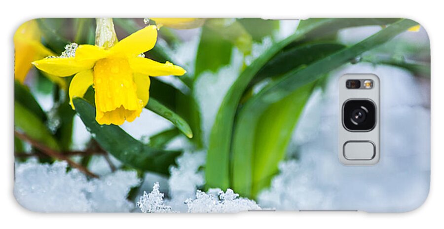 Spring Galaxy Case featuring the photograph Daffodils in the Snow by Parker Cunningham