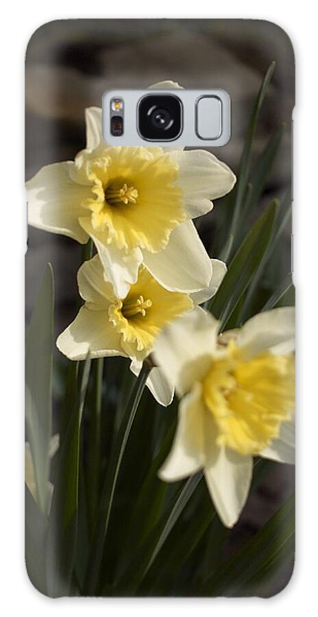 Daffodils Galaxy Case featuring the photograph Daffs by Steve Ondrus