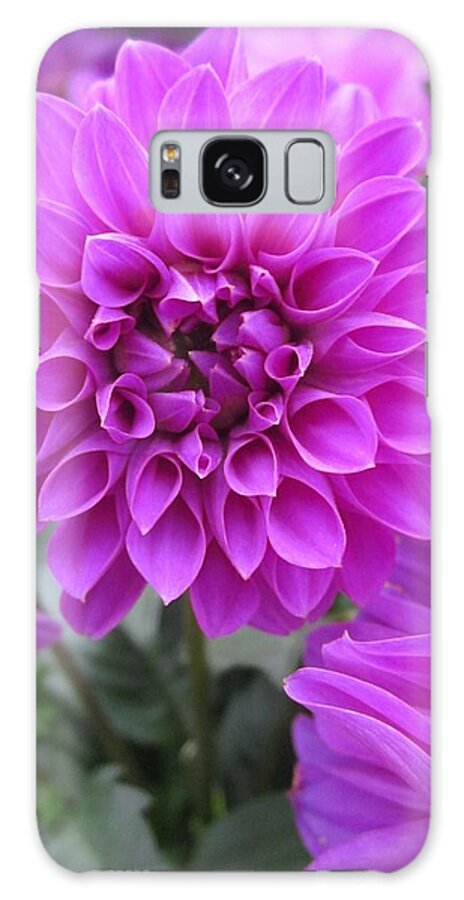 Dahlia Galaxy S8 Case featuring the photograph Dahlia in pink by Rosita Larsson