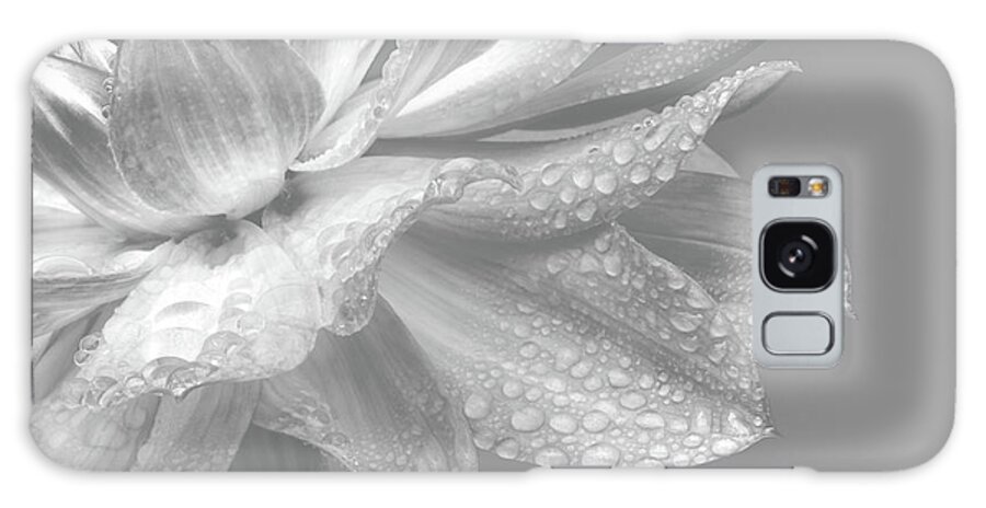 White Background Galaxy Case featuring the photograph Dahlia Petals With Water Drops In by Rosemary Calvert