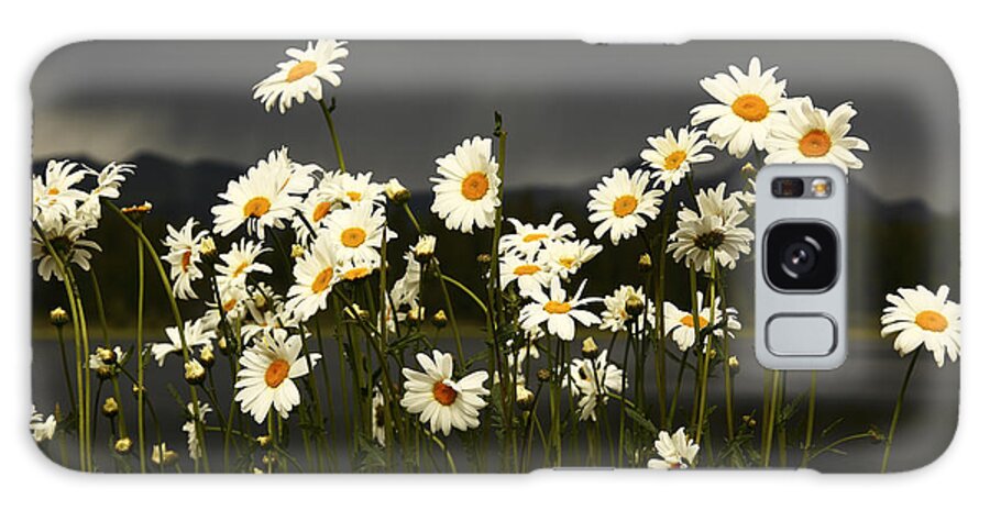 Flowers Galaxy Case featuring the photograph Daisies in Storm Light by Alan Vance Ley