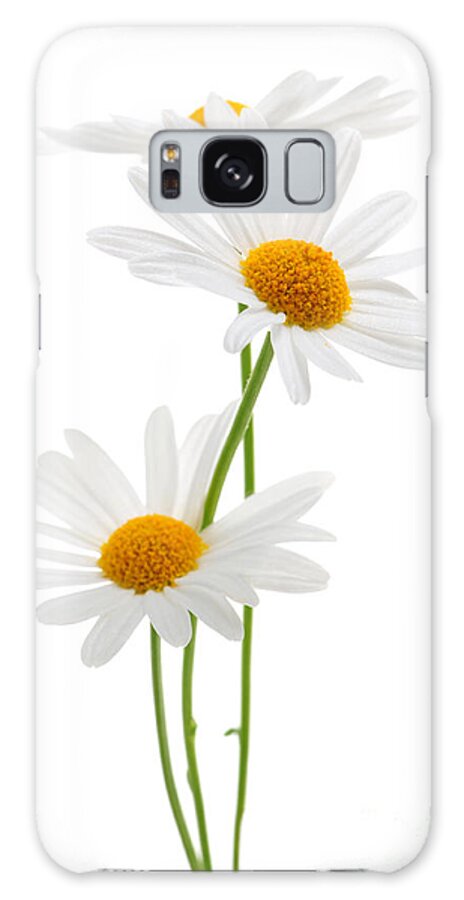 Daisy Galaxy Case featuring the photograph Daisies on white background by Elena Elisseeva