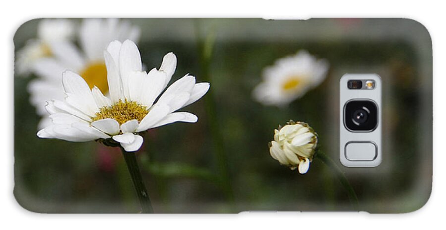 Daisies Galaxy Case featuring the photograph Smiling Daisies by Yvonne Wright