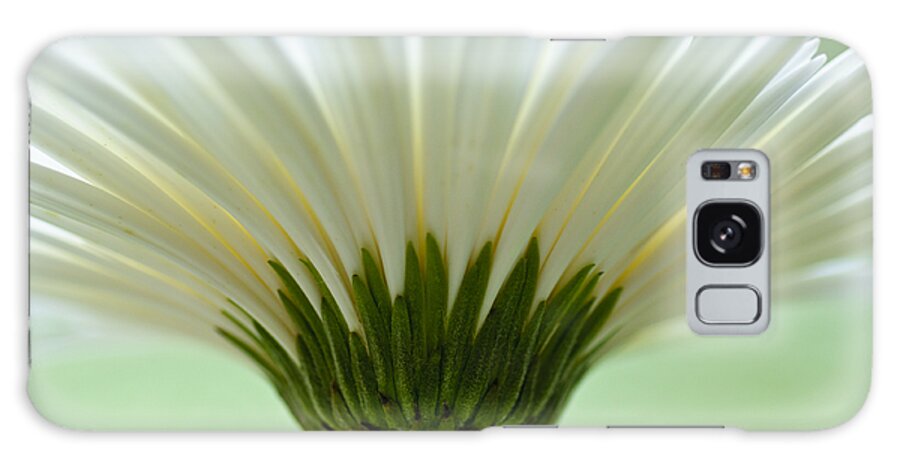 Asteraceae Galaxy Case featuring the photograph Daisy Sweetness by Christi Kraft