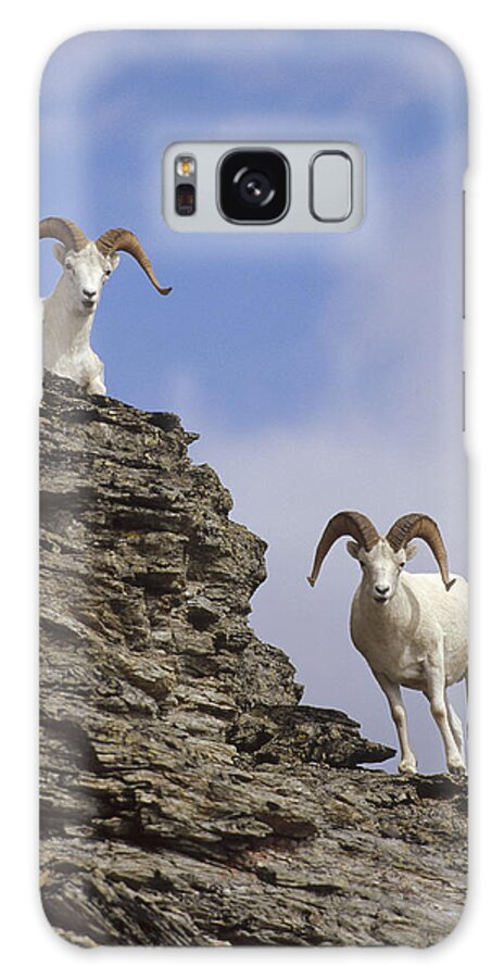 Feb0514 Galaxy S8 Case featuring the photograph Dalls Sheep On Rock Outcrop North by Michael Quinton