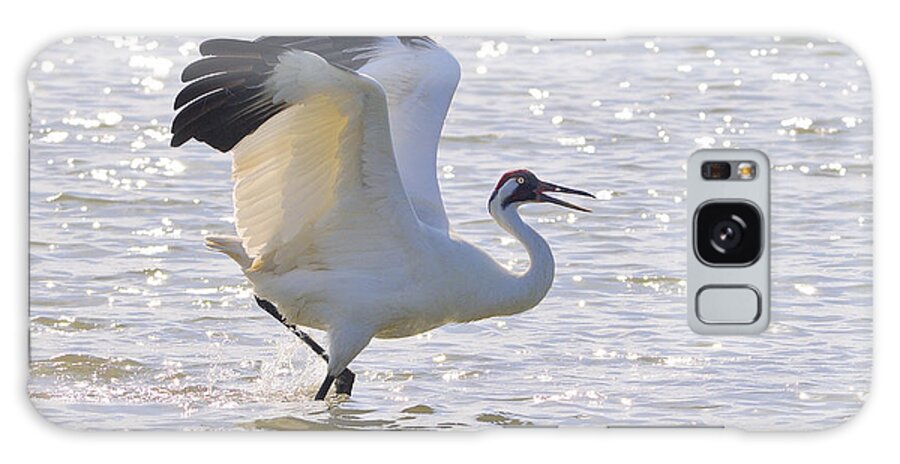 Whooping Crane Galaxy S8 Case featuring the photograph Dancing For My Lady by Tony Beck