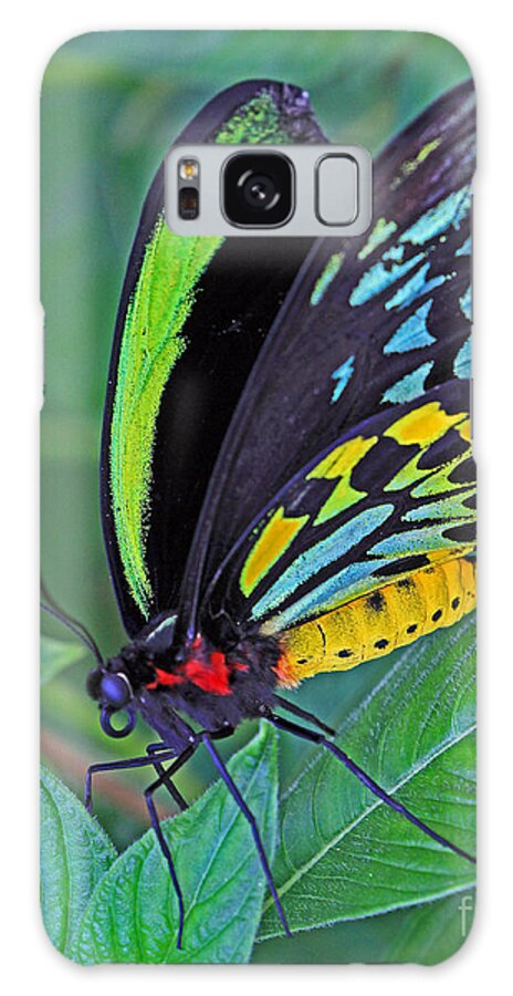 Butterfly Galaxy S8 Case featuring the photograph Day-glo Butterfly by Larry Nieland