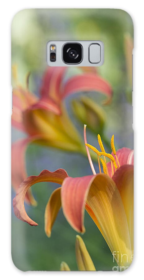 Daylily Galaxy Case featuring the photograph Daylily Hemerocallis Pink Prelude by Tim Gainey
