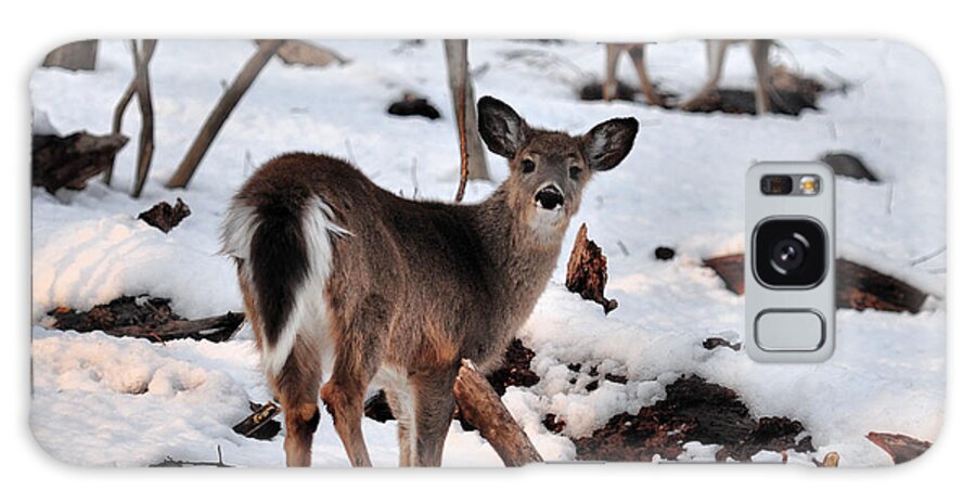 Deer Galaxy Case featuring the photograph Deer and Snow by Russel Considine