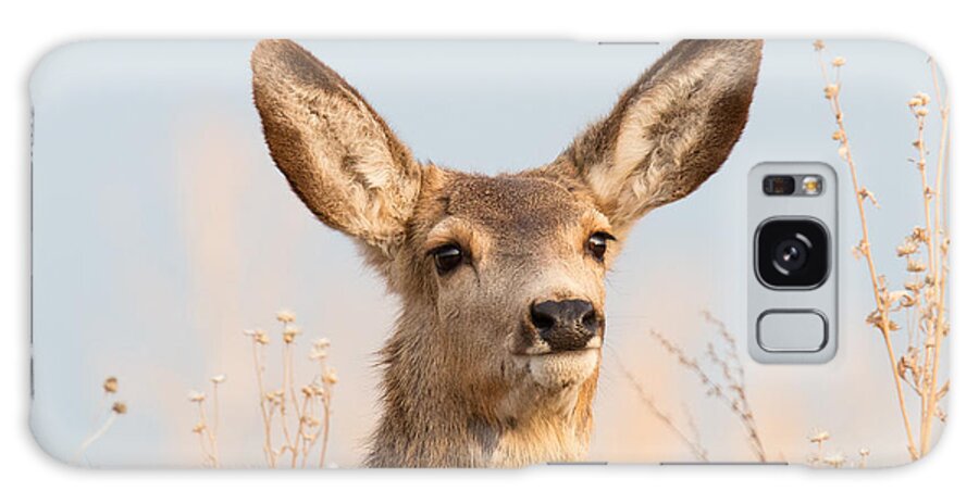 Deer Galaxy Case featuring the photograph Deer Doe Takes in the Sun by Tony Hake