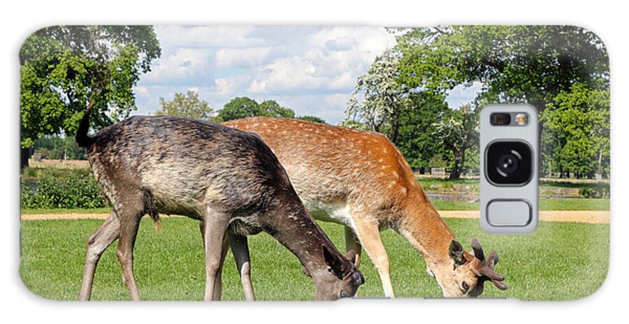 Deer Fallow Grazing 2 British English Landscape Wildlife Animals Animal Galaxy Case featuring the photograph Two Deer by Julia Gavin