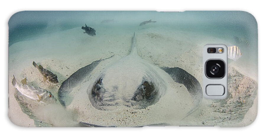 Pete Oxford Galaxy Case featuring the photograph Diamond Stingray Digging In Sand by Pete Oxford