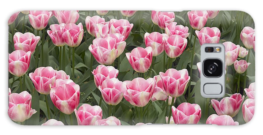 Flpa Galaxy Case featuring the photograph Diamond Tulip Flowering Netherlands by Bill Coster