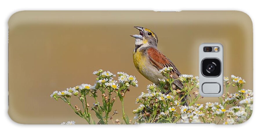 Dickcissel Galaxy Case featuring the photograph Dickcissel on wild Daisies by Daniel Behm
