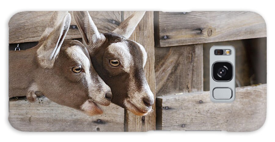 Goats Galaxy S8 Case featuring the photograph Did You Hear the Latest? by Patty Colabuono