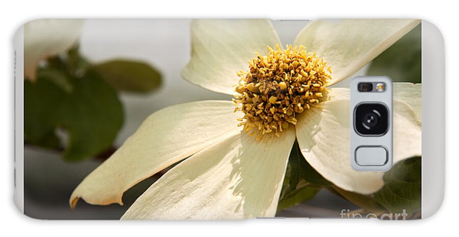 California Galaxy Case featuring the photograph Dogwood Bloom by Alice Cahill