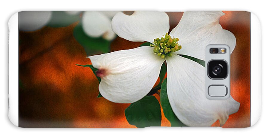 2d Galaxy S8 Case featuring the photograph Dogwood Blossom by Brian Wallace