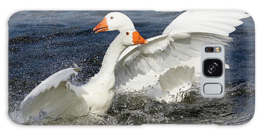 Goose Galaxy Case featuring the photograph Domesticated Geese Fighting by John Devries/science Photo Library