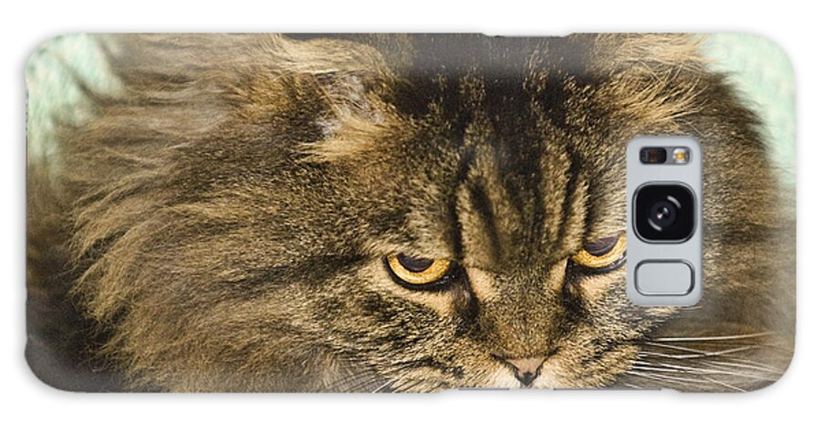 Scottish Fold Cat Galaxy Case featuring the photograph Don't Bother Me I'm Thinking by Robert Culver