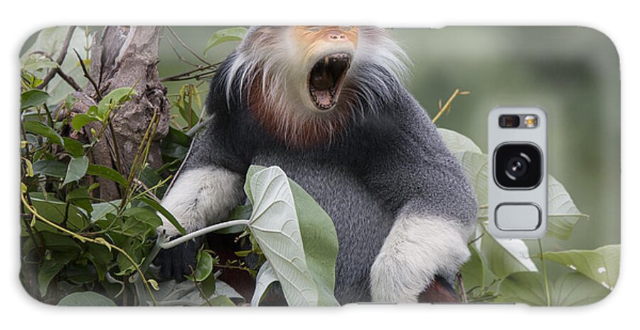 Cyril Ruoso Galaxy Case featuring the photograph Douc Langur Male Yawning Vietnam by Cyril Ruoso