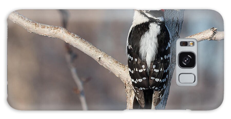 Bird Galaxy S8 Case featuring the photograph Downey Woodpecker by Celine Pollard