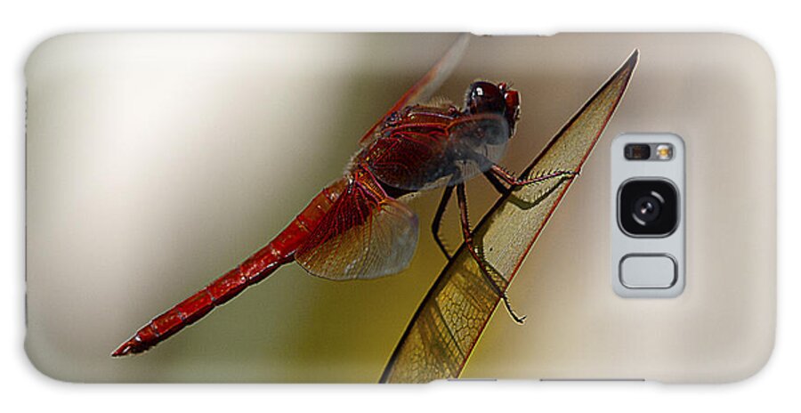 Dragonfly Galaxy Case featuring the photograph Dragonacious by Joe Schofield