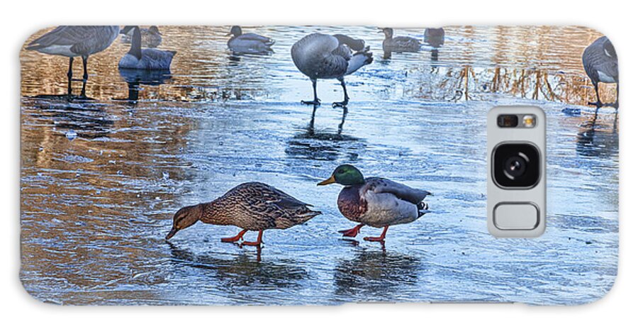 Mallard Duck Galaxy Case featuring the photograph Ducks on Ice by Diane Macdonald