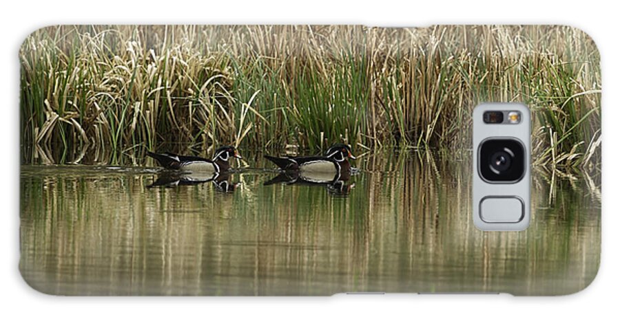 Drake Wood Ducks Galaxy Case featuring the photograph Early Morning Wood Ducks by Thomas Young