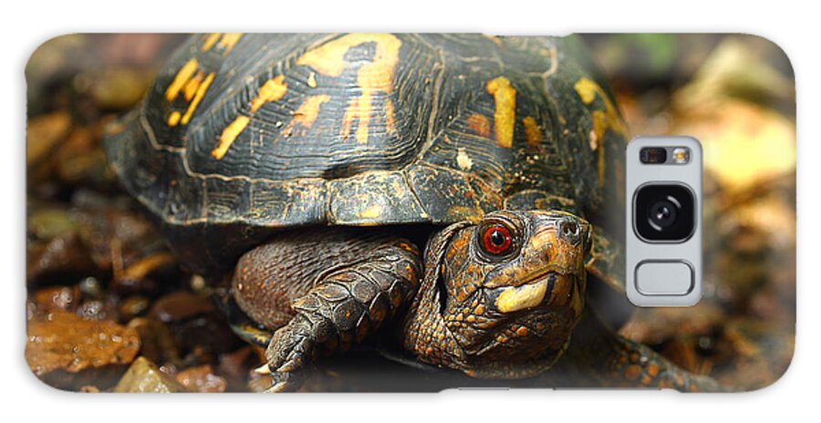 Eastern Box Turtle Galaxy Case featuring the photograph Eastern Box Turtle by Michael Eingle