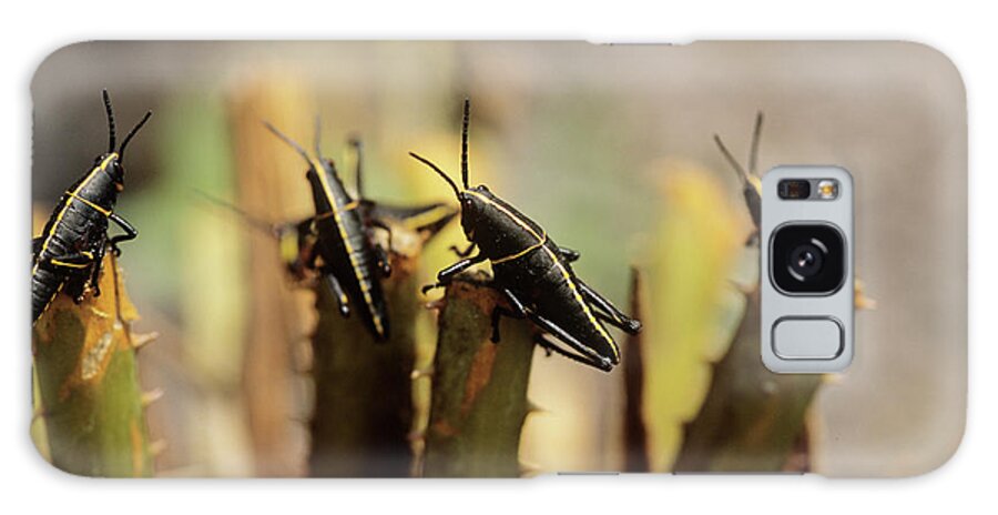 Eastern Lubber Galaxy Case featuring the photograph Eastern Lubber Grasshopper Nymphs by Sally Mccrae Kuyper/science Photo Library