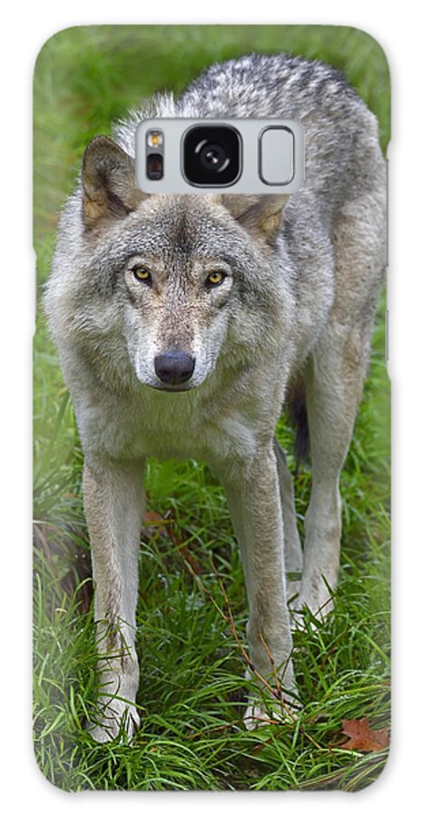 Wolf Galaxy Case featuring the photograph Edge Of The Meadow by Tony Beck