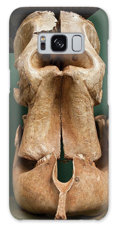 Abel Galaxy Case featuring the photograph Elephant Skull Cyclops Fossil Myth by Paul D Stewart