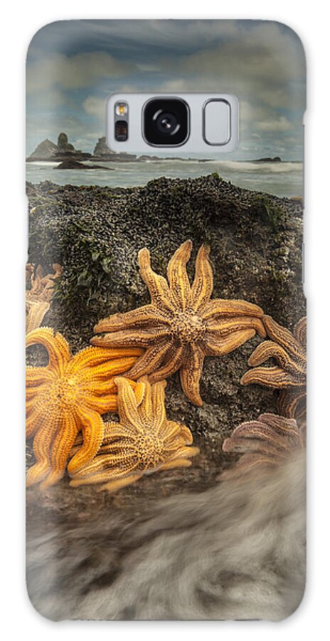 Feb0514 Galaxy Case featuring the photograph Eleven-armed Sea Stars At Low Tide by Colin Monteath